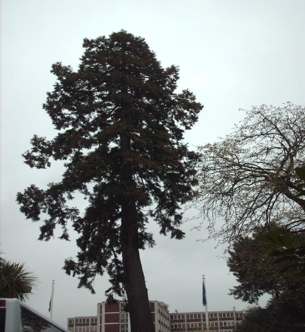Sequoia tree in Dublin